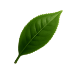 برگ-چای-سبز